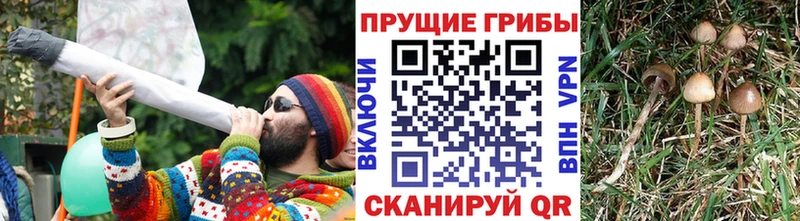 Псилоцибиновые грибы мицелий  Ставрополь 